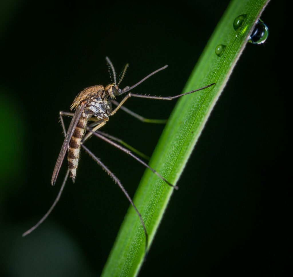 allergisch voor muggen